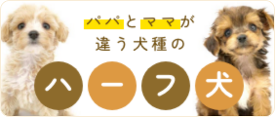 パパとママが違う犬種のハーフ犬